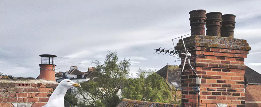 Chimney Cleaning And Restoration in Hoover, Alabama